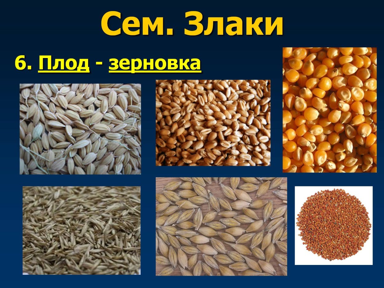 Плод злаковых