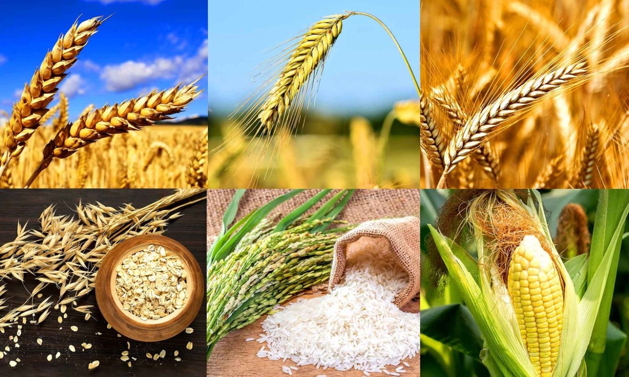 Пшеница рис кукуруза