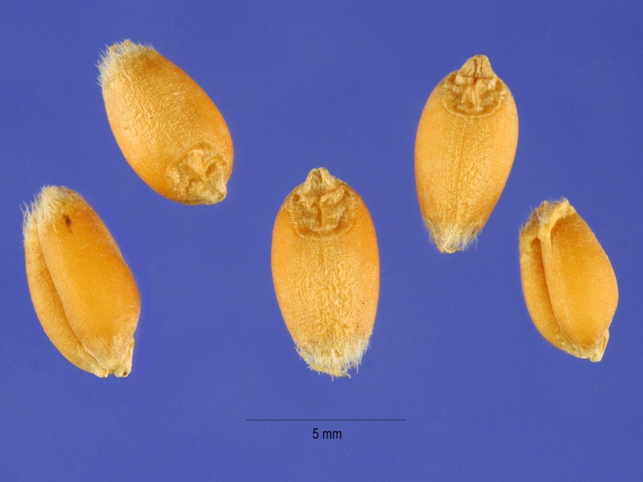 Triticum aestivum плод