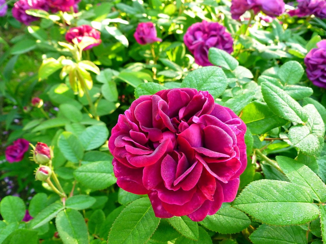 Роза Тоскана почвопокровная