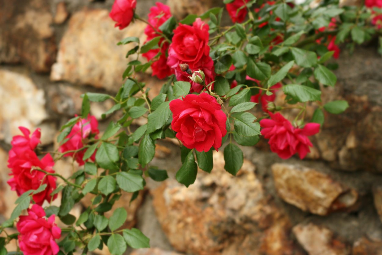 Роза почвопокровная ред Фейри