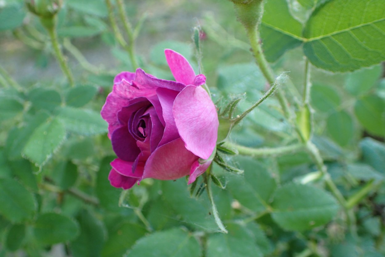 Роза Тоскани