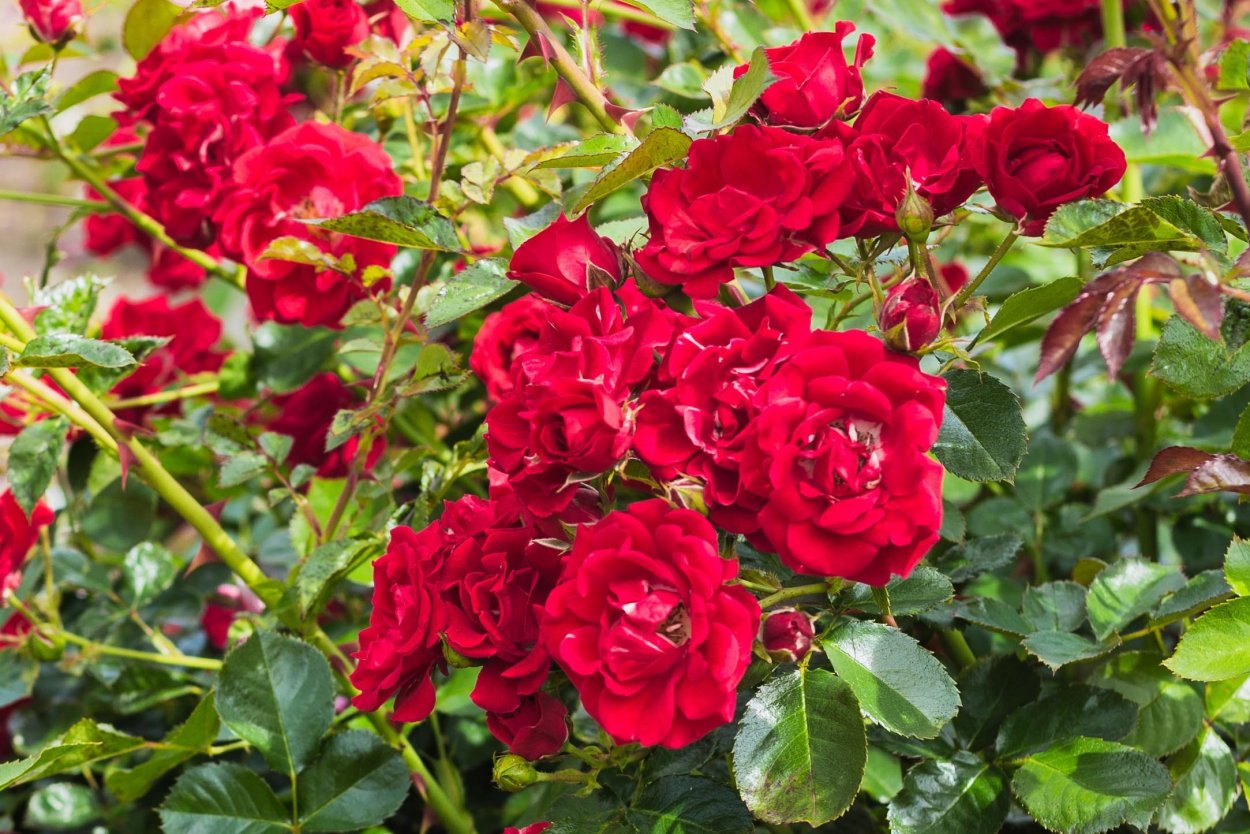 Роза Тоскана почвопокровная