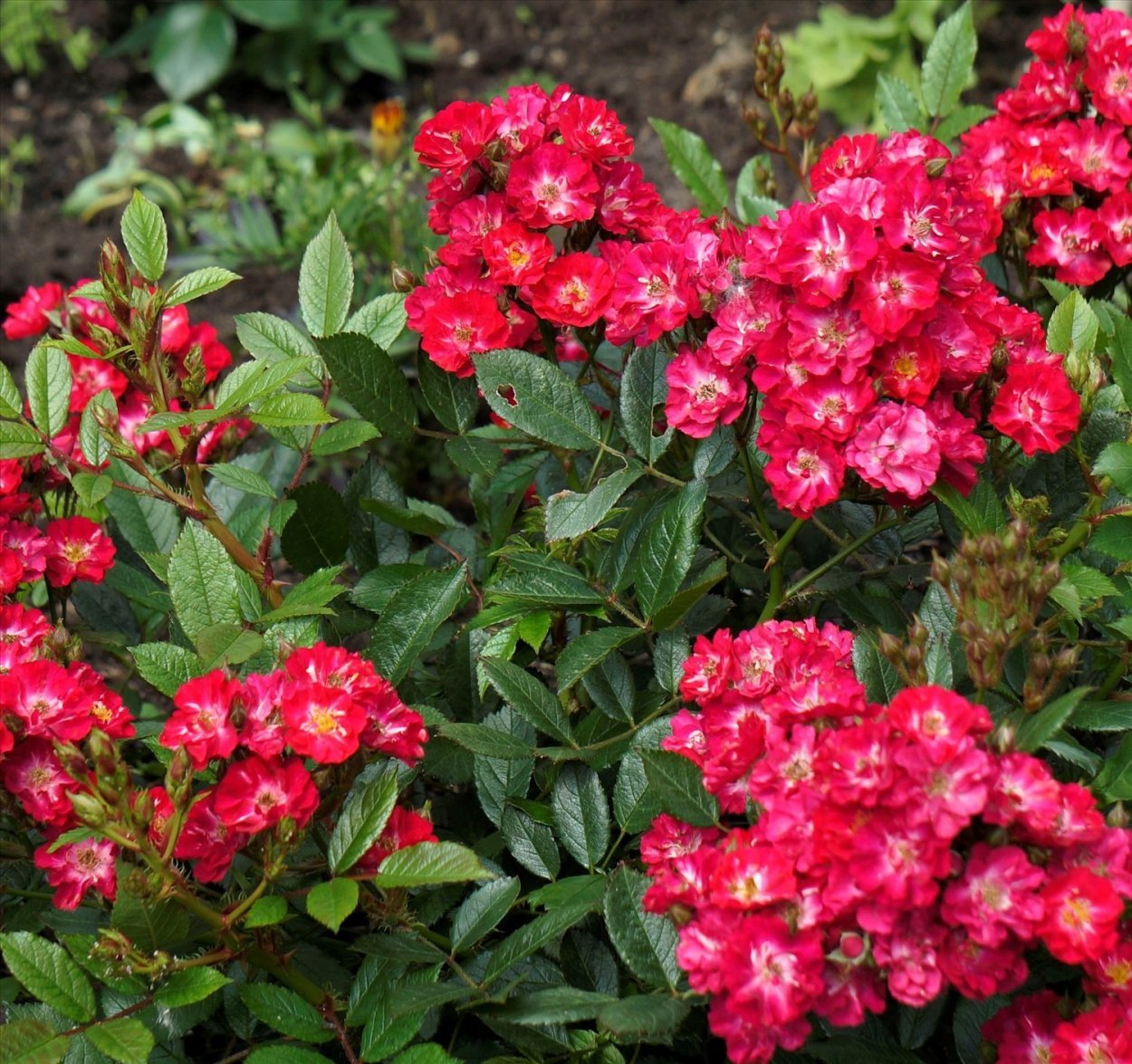 Полиантовая роза Альберих