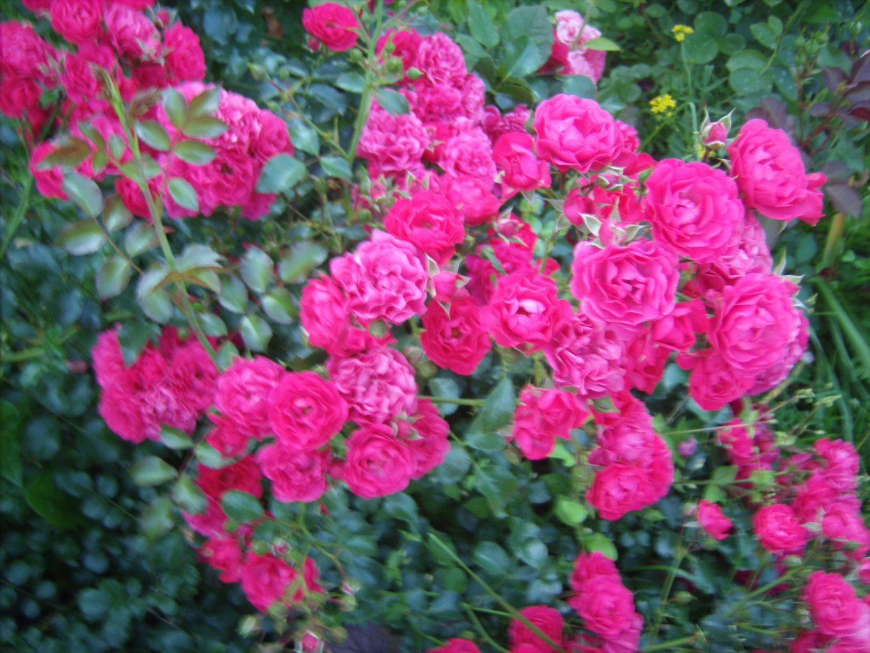 Лютики цветочки у меня в садочке Вицин