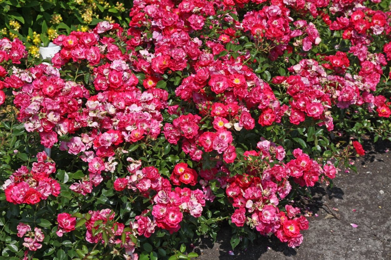 ПАТ де велюр роза почвопокровная