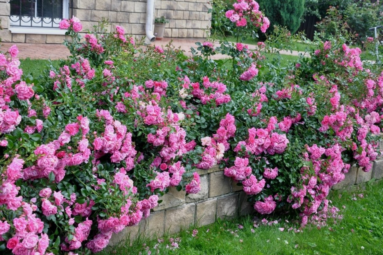 Роза Симонида почвопокровная