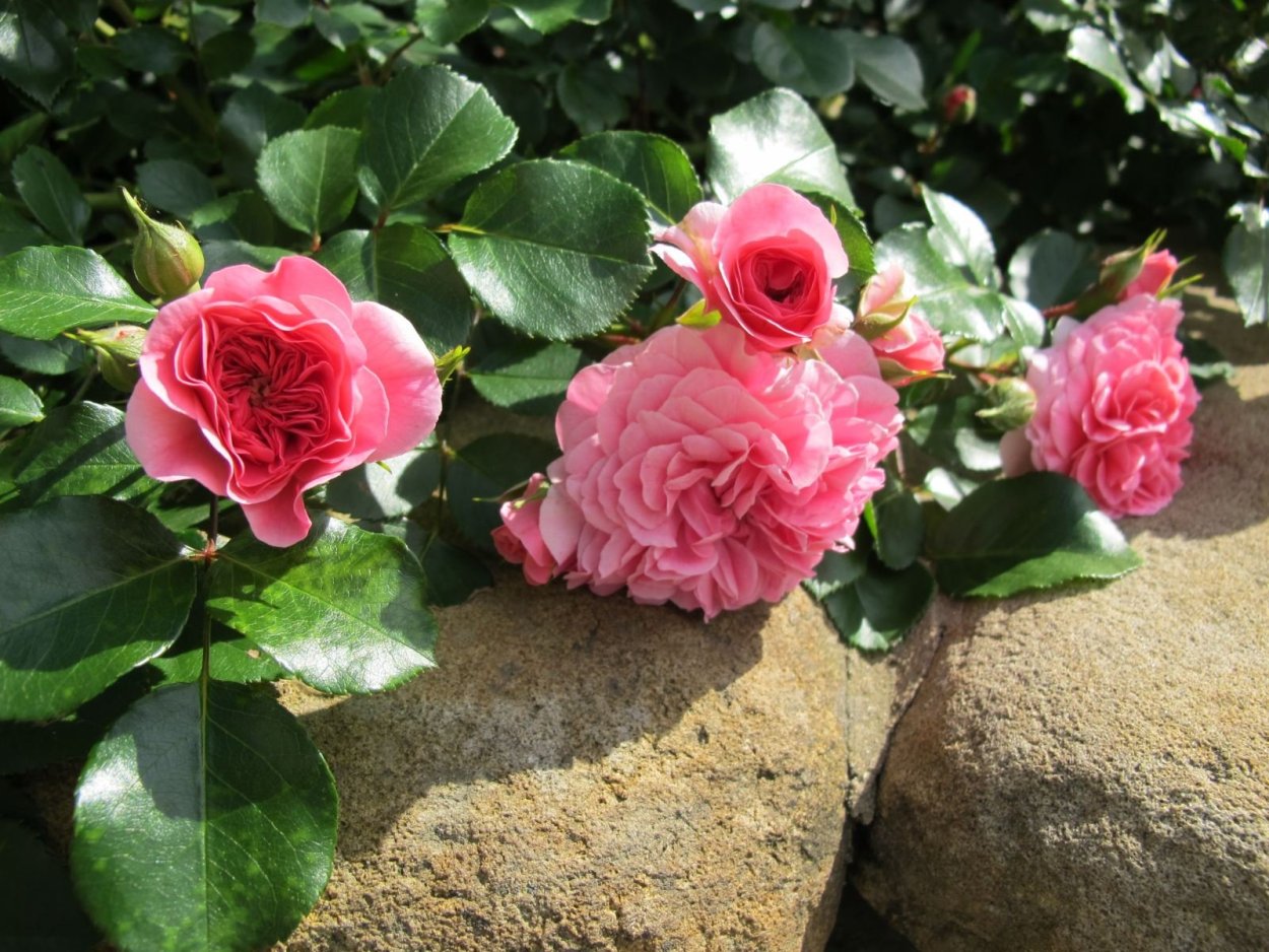 Роза Гертнерфройде/Тоскана, Кордес