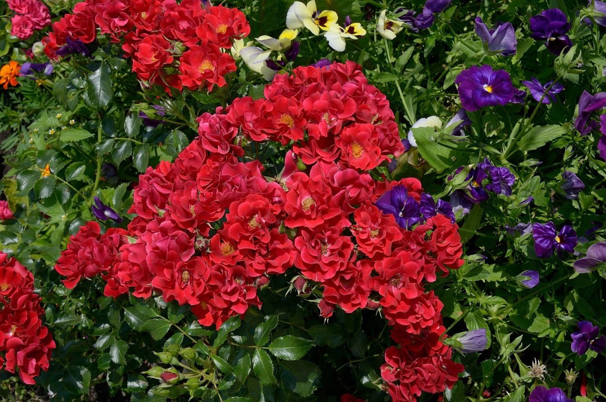 Роза почвопокровная Матадор Matador