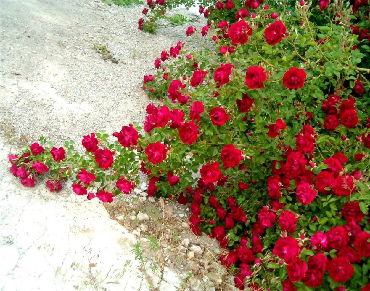 Роза почвопокровная ред Фейри