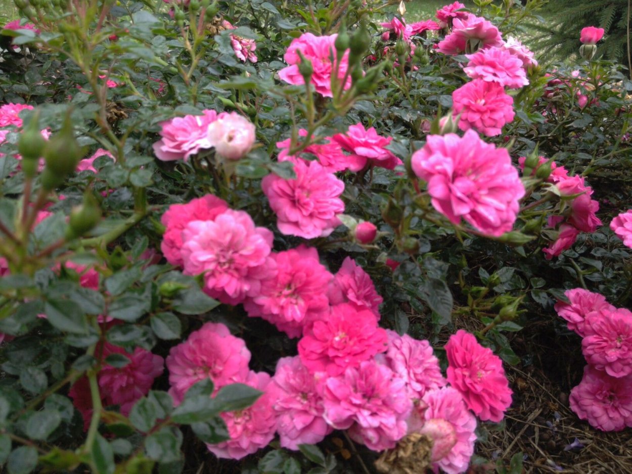 Tisa роза почвопокровная