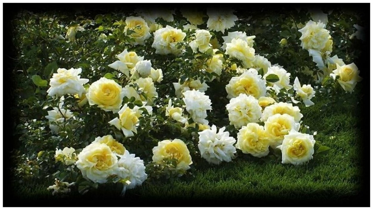 Роза почвопокровная Надя Мейланд