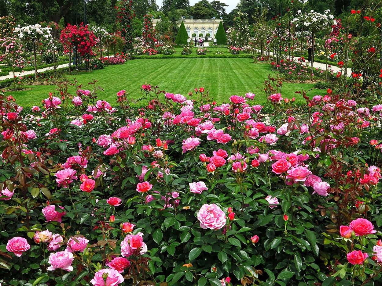 Моносад розарий