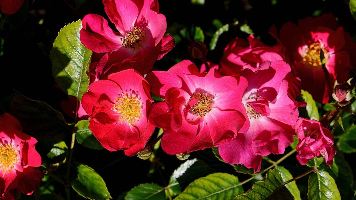 Роза маратон почвопокровная