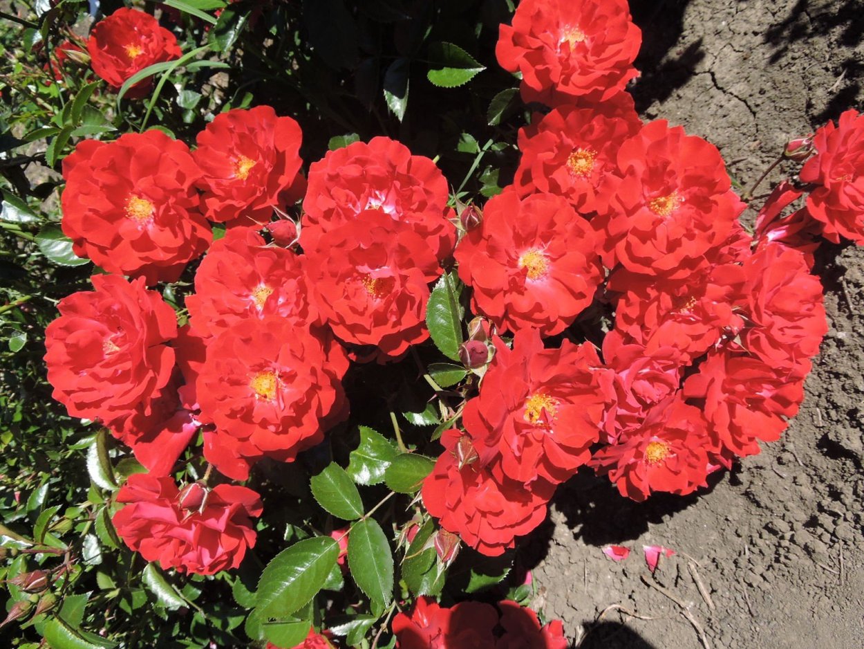 Роза Матадор почвопокровная