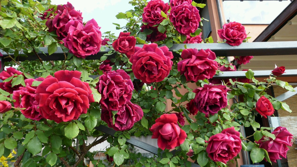 Роза Тоскана Суперб