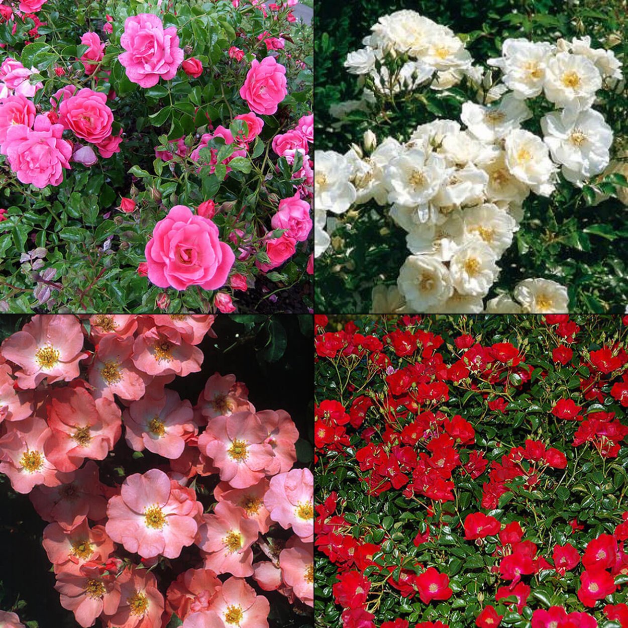 Роуз карпет