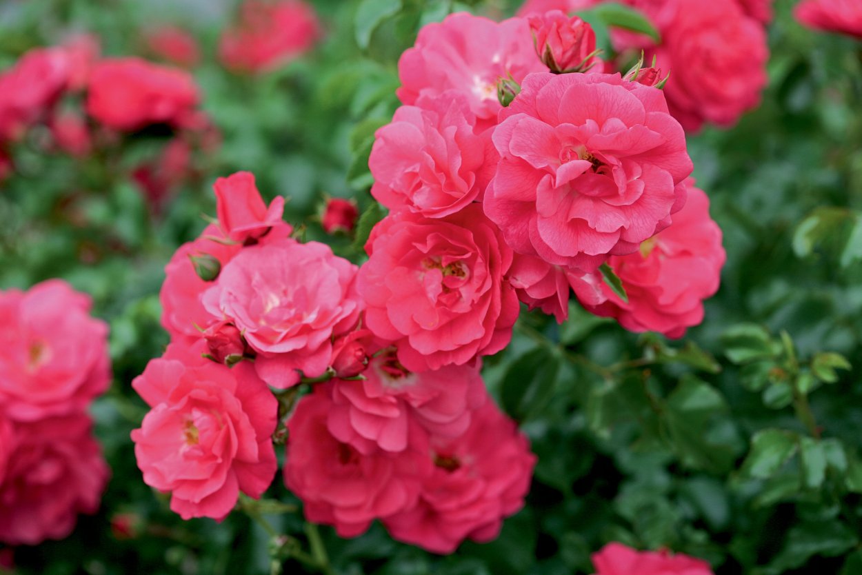 Роза Хейдетраум