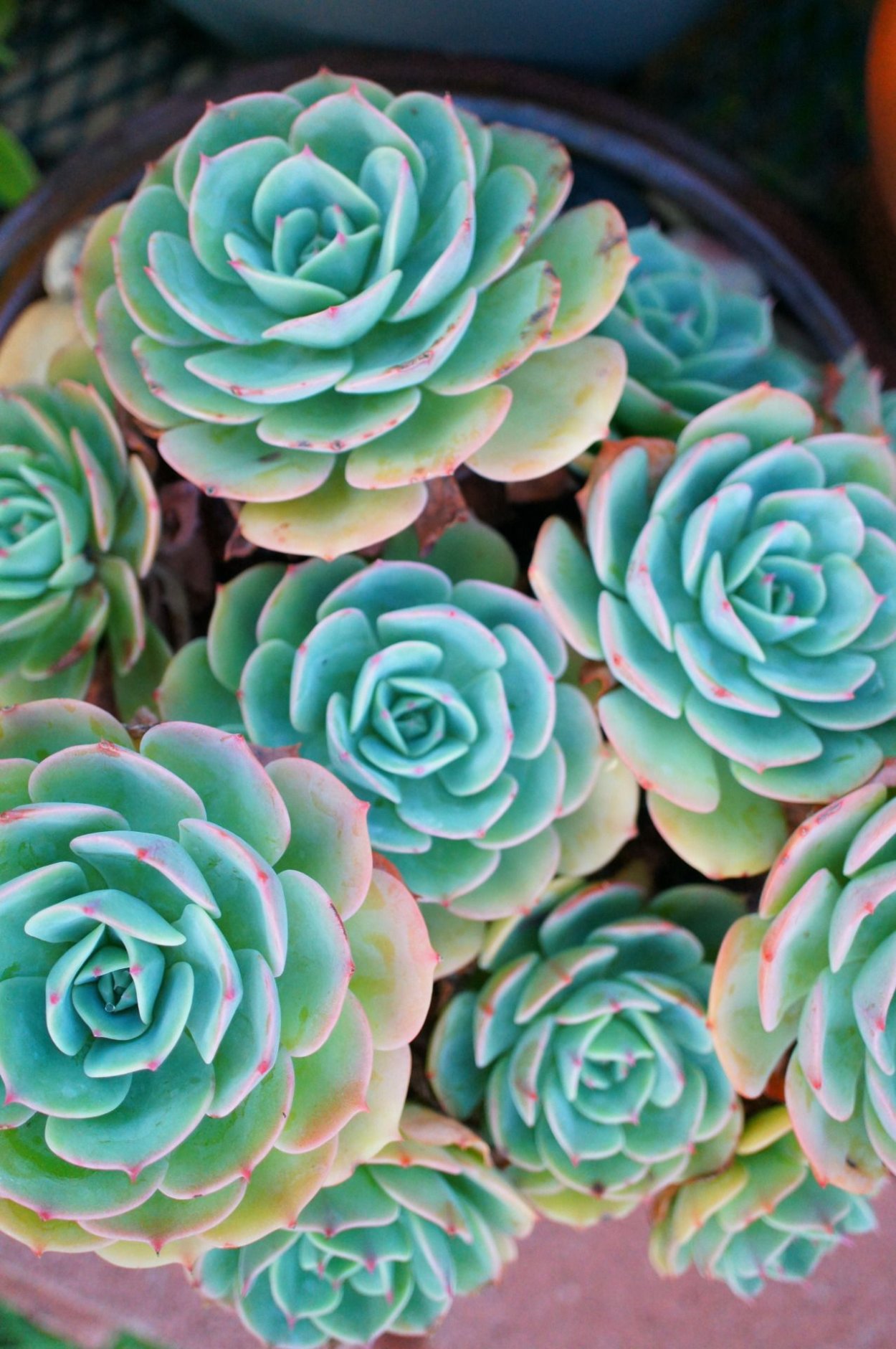 Эхеверия imbricata