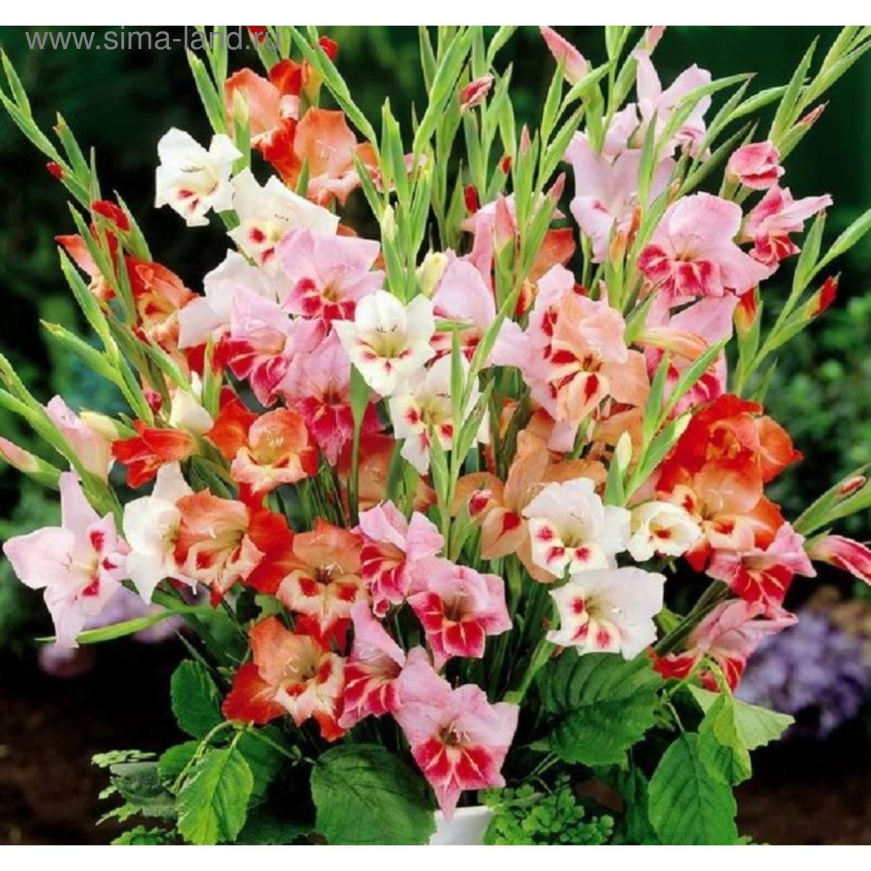 Гладиолус нанус