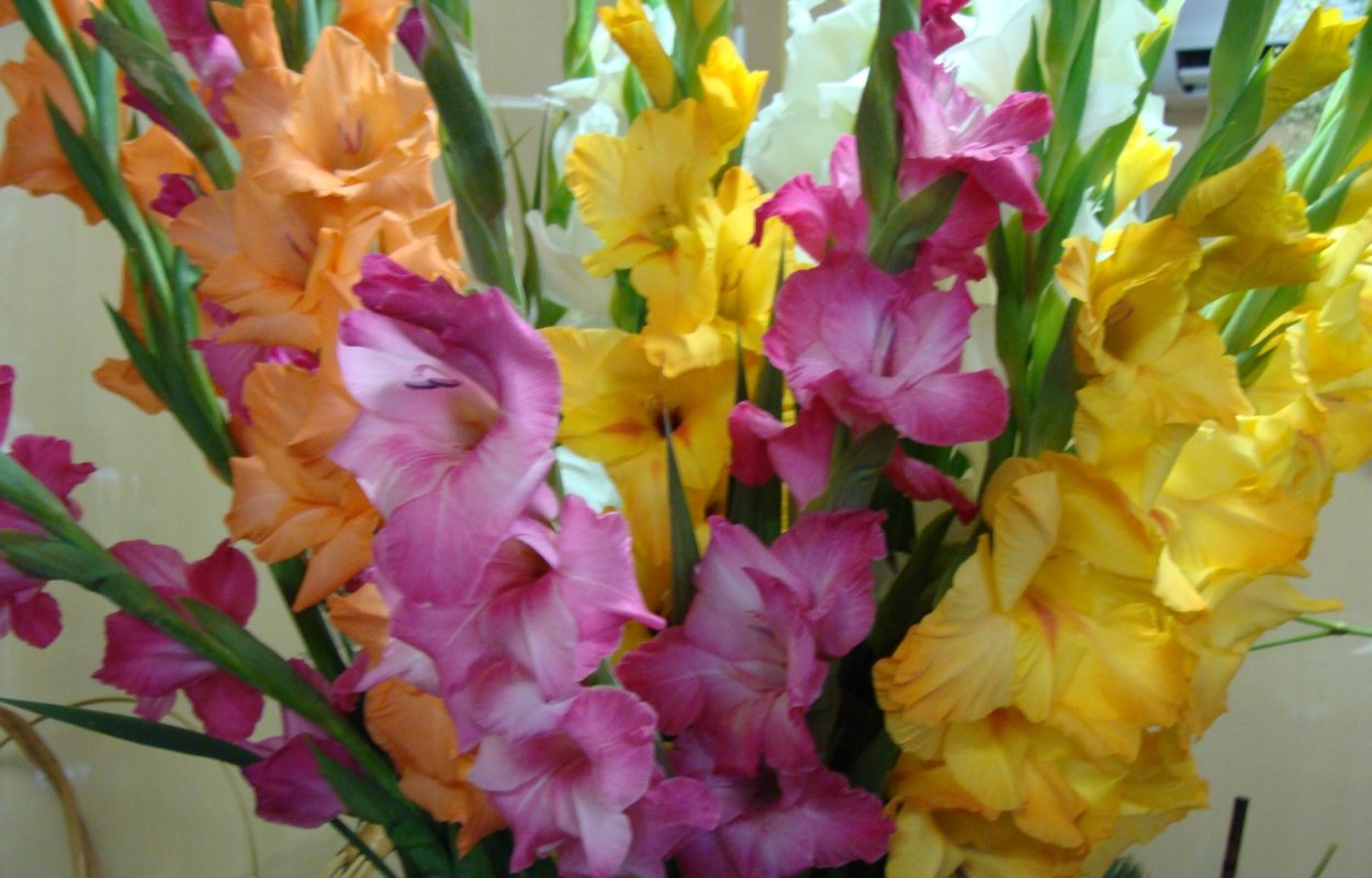 Гладиолус попугайный