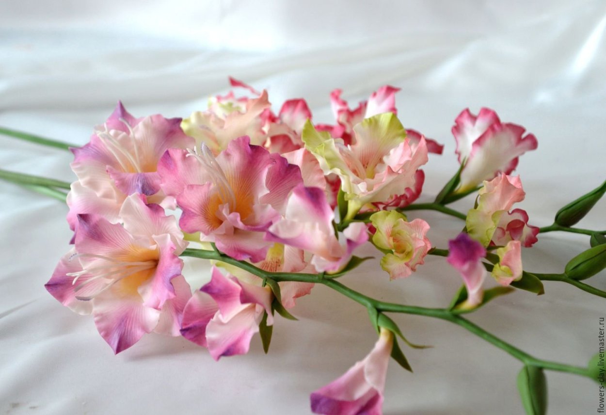 Гладиолус Орхидея