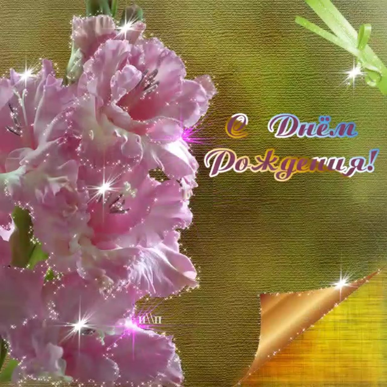 С днём рождения гладиолусы