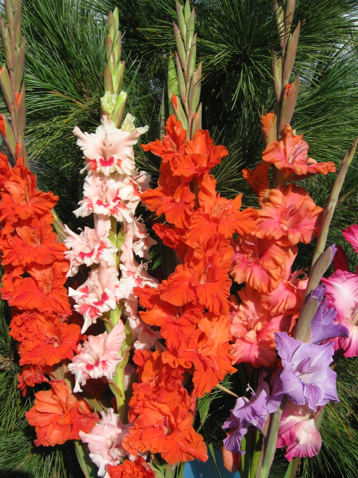 Гладиолус Венети