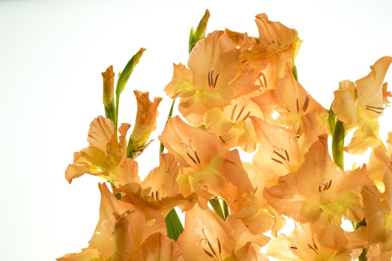 Гладиолус Янтарная лоза