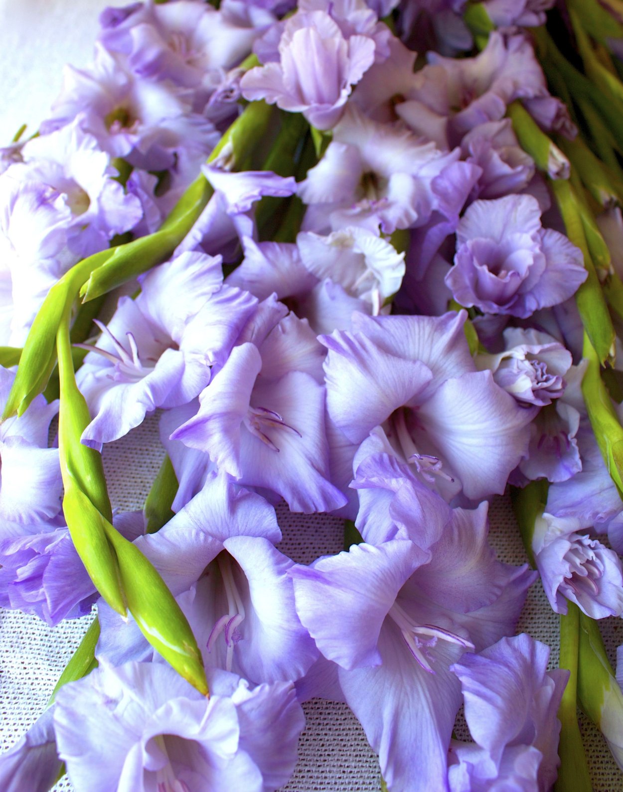 Гладиолус Дендробиум