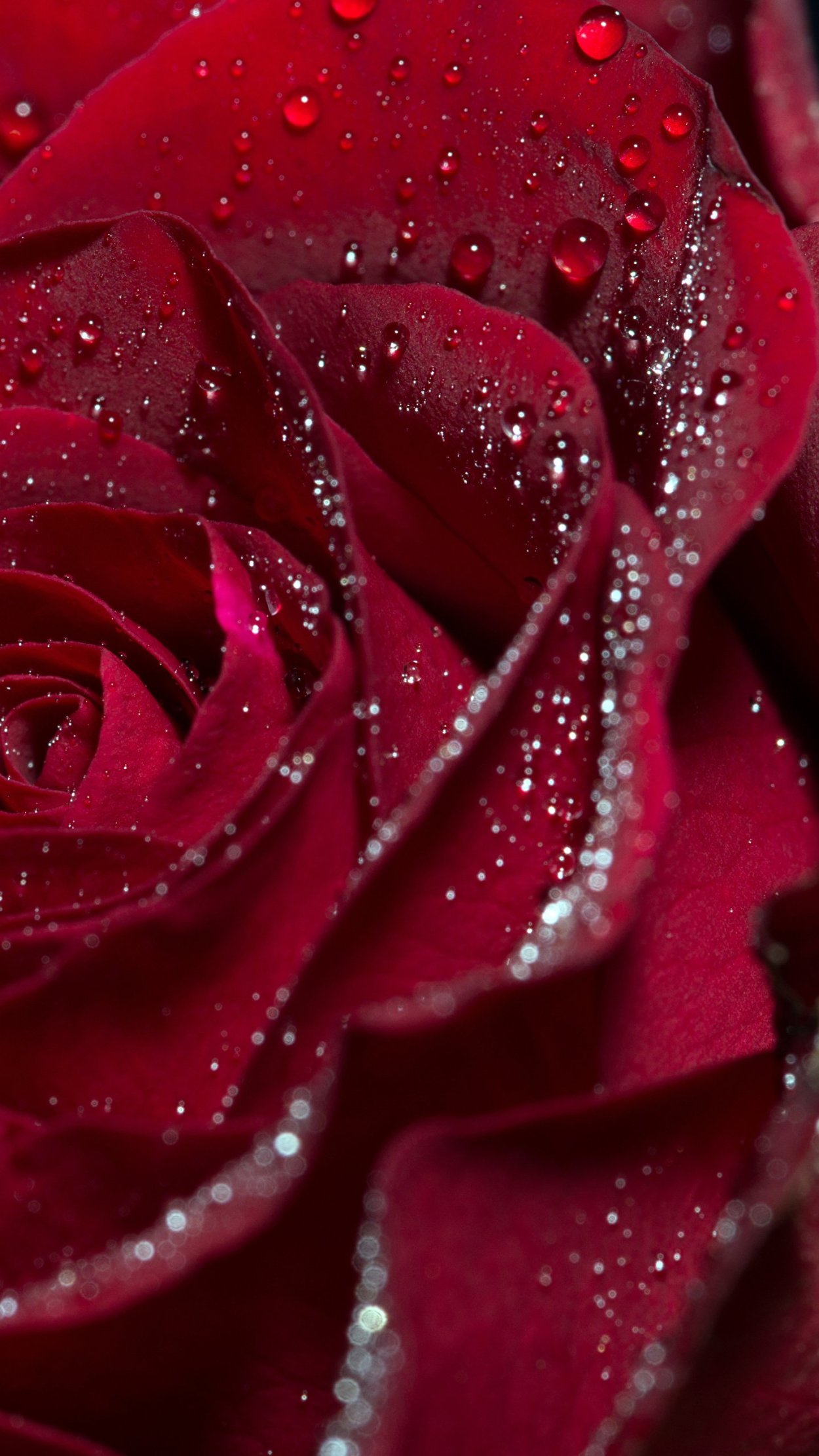 Красивые бордовые розы