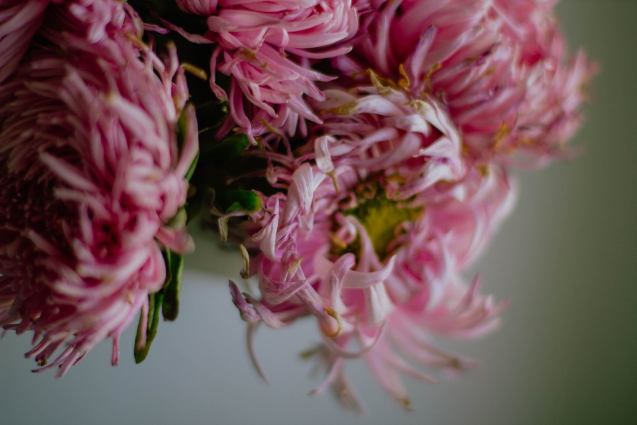 Хризантема Blooming Beauty® Green