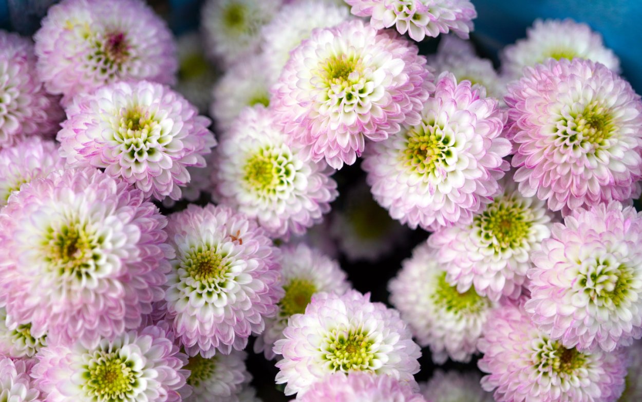 Хризантема мультифлора Прекосита Парме