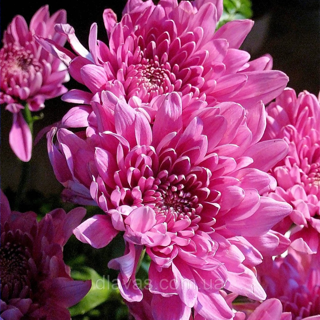 Хризантема корейская Розалинда