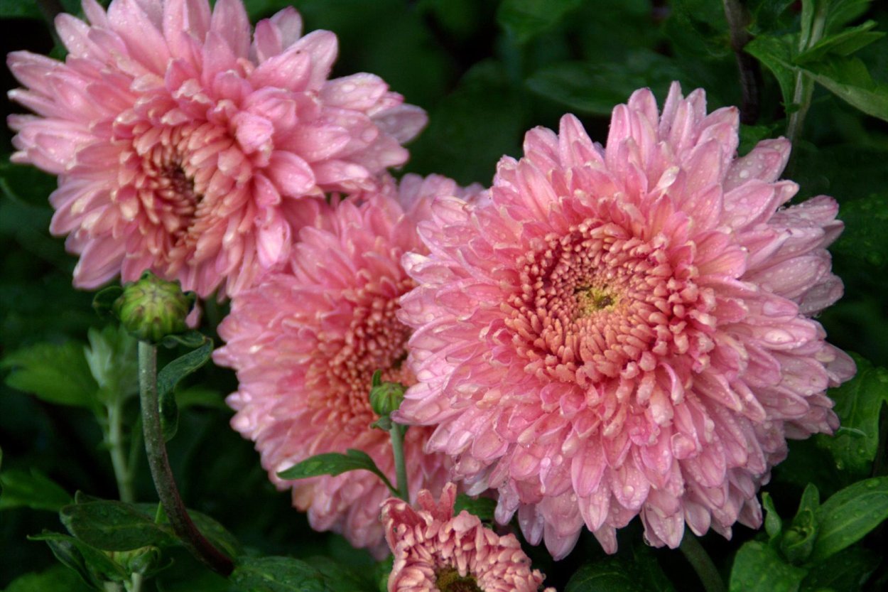 Хризантема Розалинда