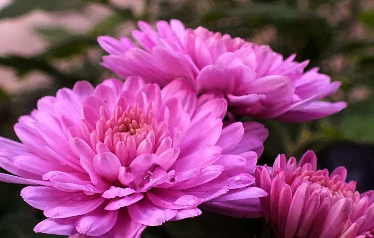 Хризантема Линда