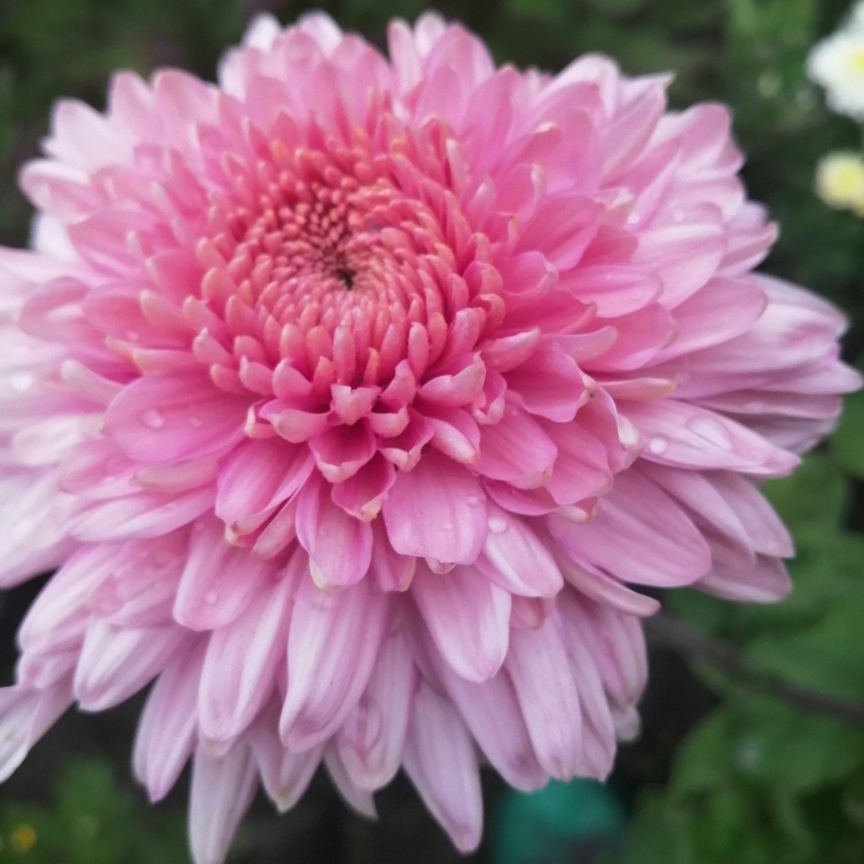 Хризантема корейская Розалинда