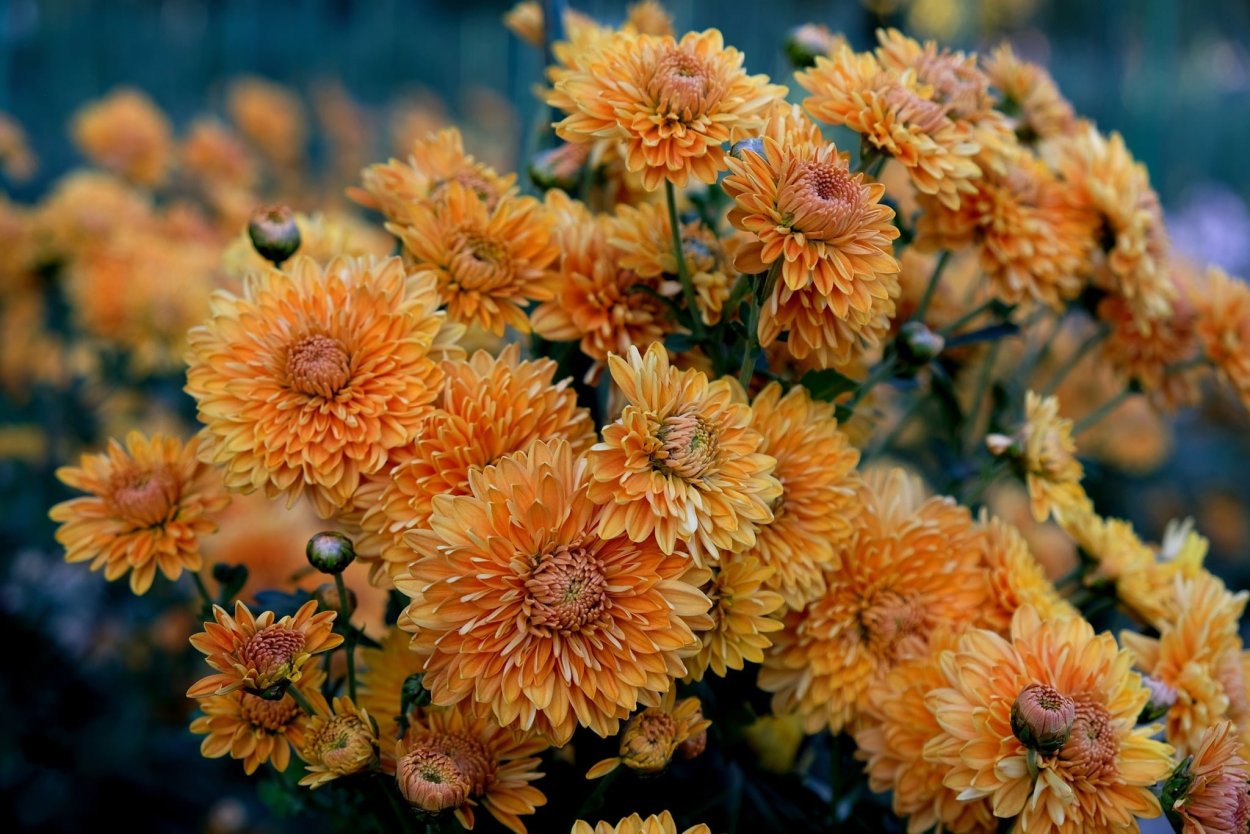 Хризантема телесная