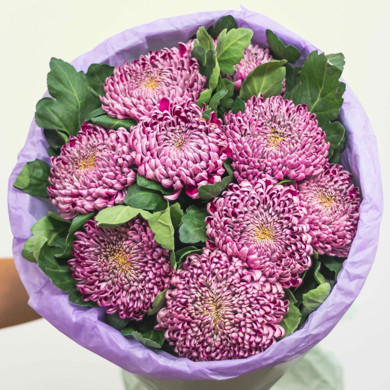 Хризантема цена за 1 штуку