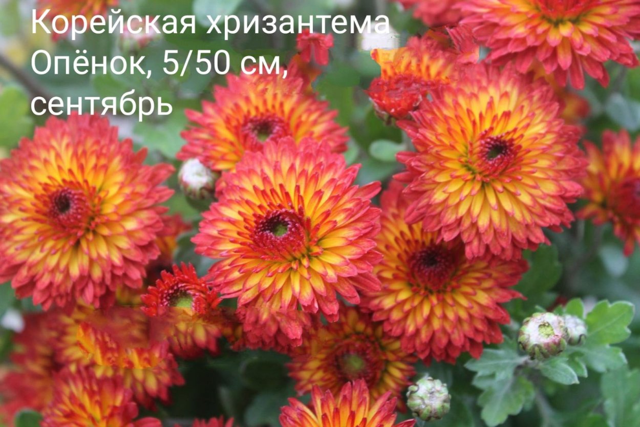 Хризантема Колобок