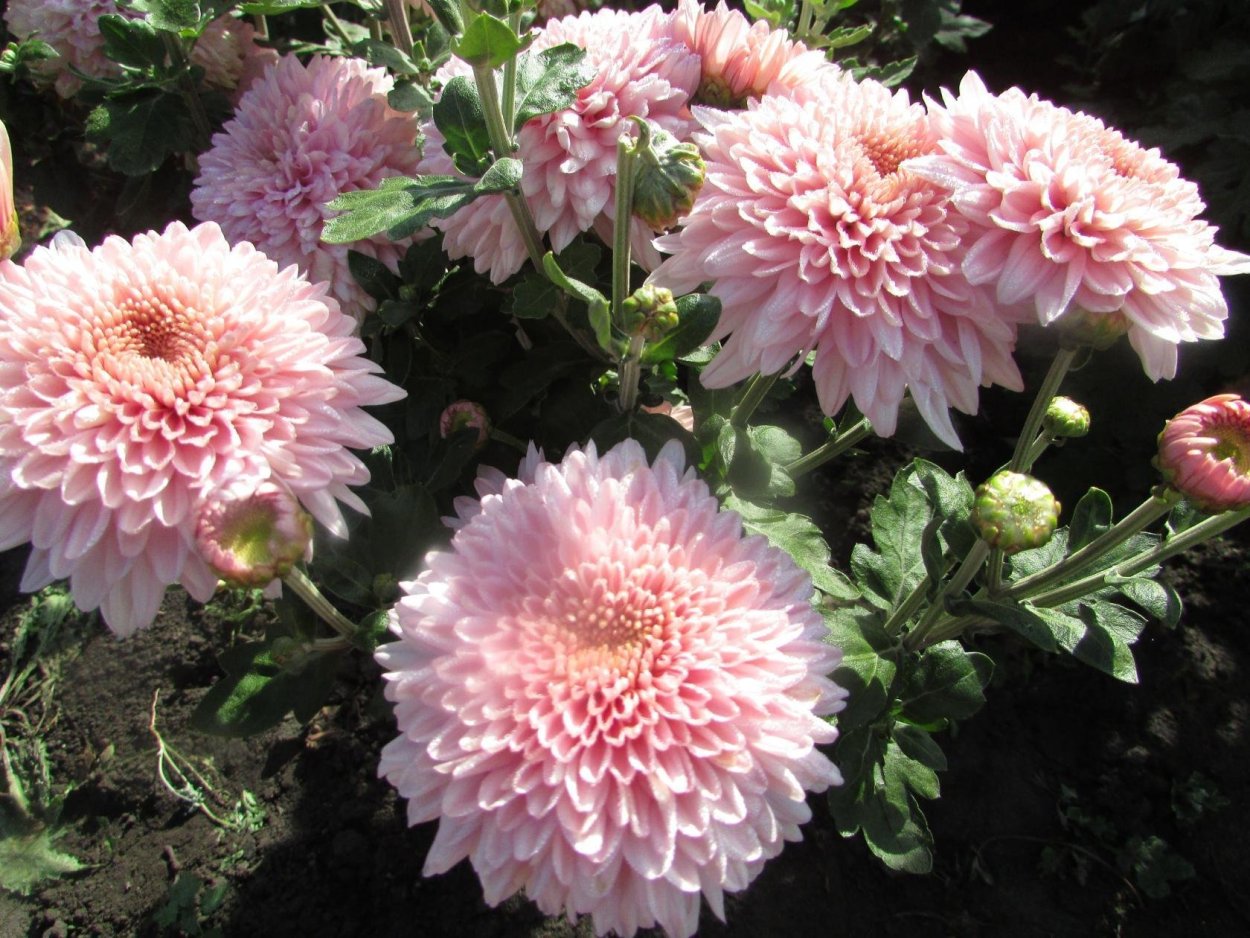 Хризантема корейская Розалинда