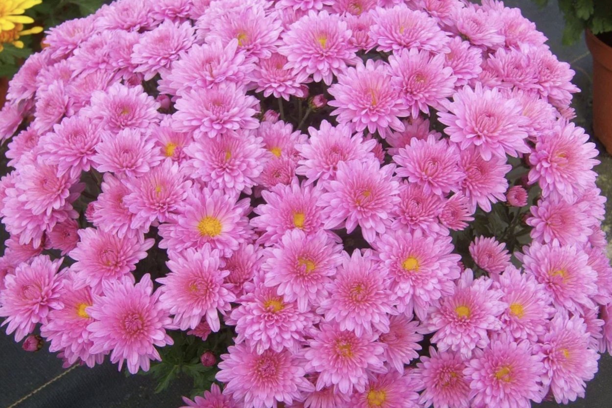 Хризантема мультифлора кустовая Пинк