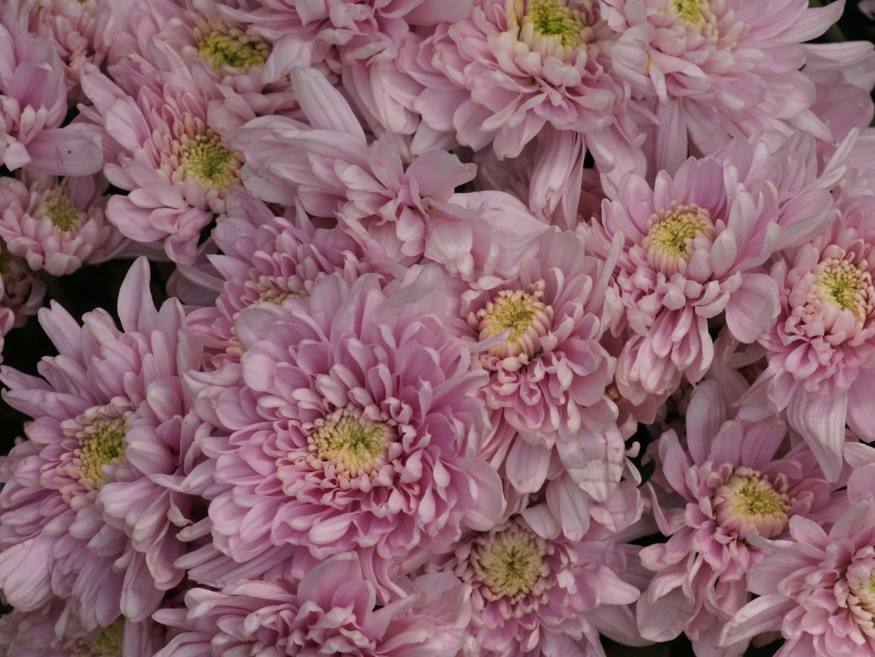 Хризантема Brandomino Pink