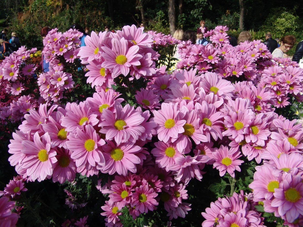 Хризантемы в зоне отдыха