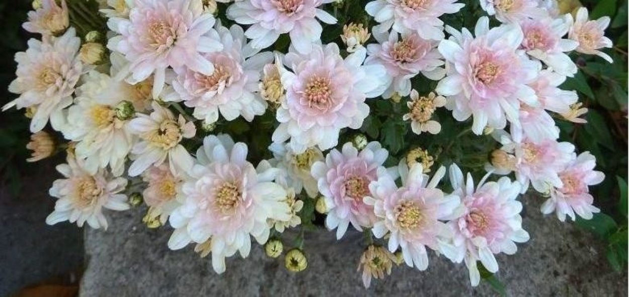 Хризантема мультифлора Брангала