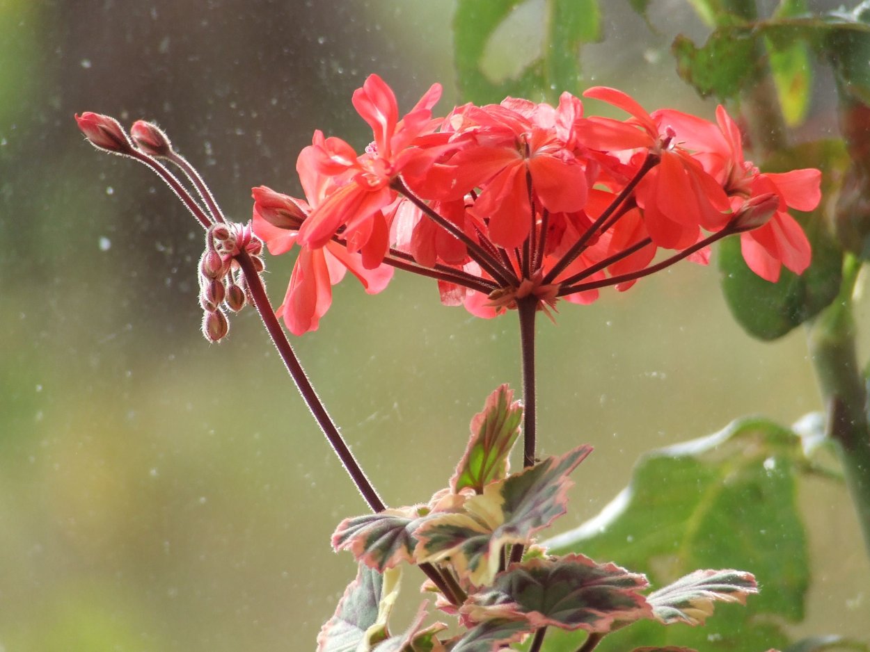 Пеларгония ray Bidwell