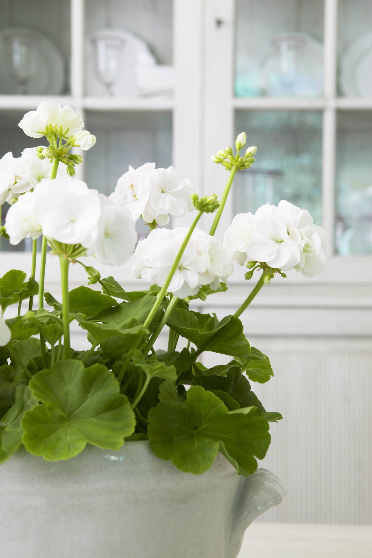 Пеларгония белая