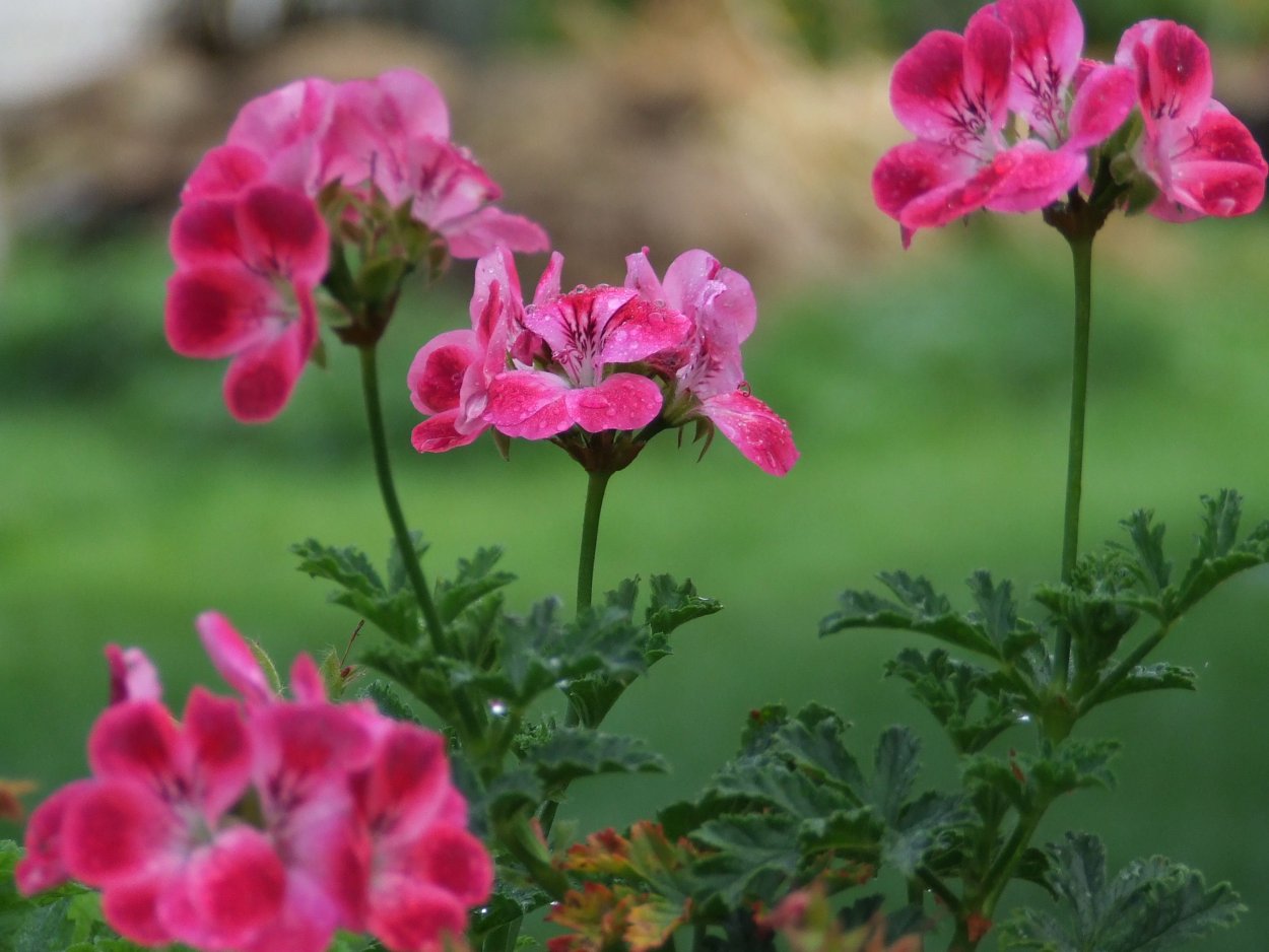 Пеларгония Бэмбридж