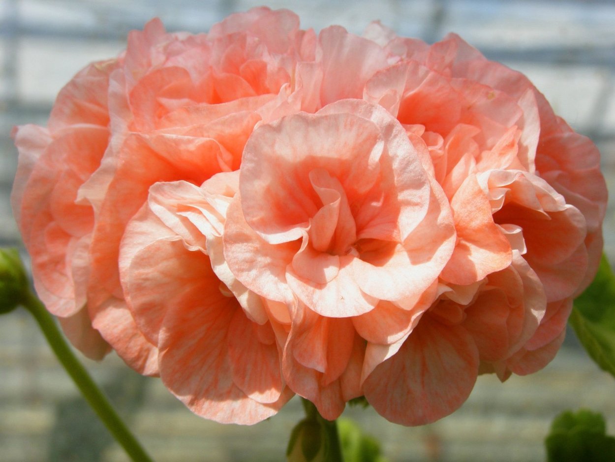 Пеларгония бридесмалд