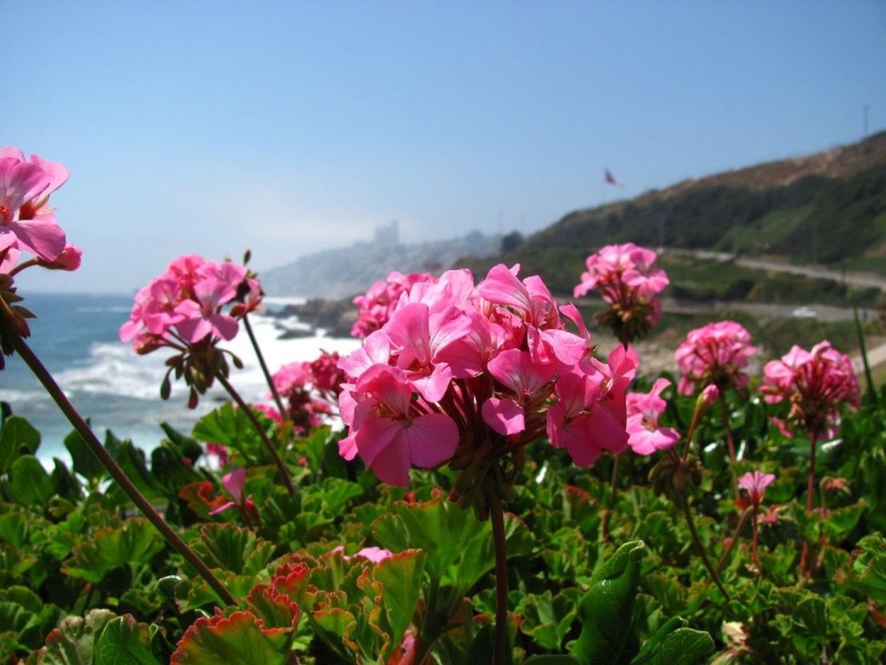 Пеларгония дамасская роза